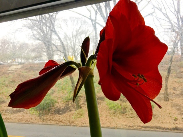 Arnold´s Amaryllis